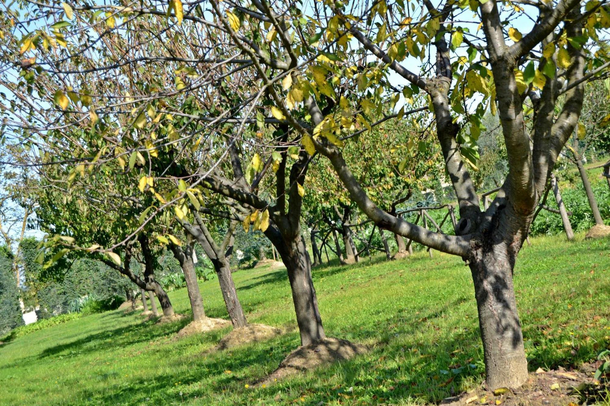 Cevoli Country Resort Lari Exterior photo